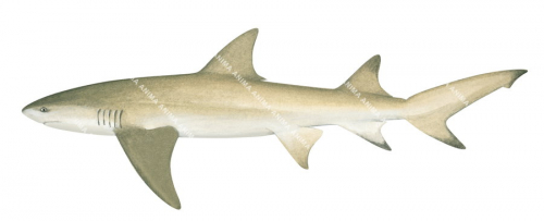 Lemon Shark-2,Negaprion acutidens,illustration by R.Swainston