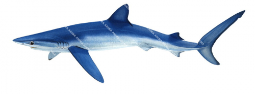 Swimming Blue Shark,Prionace glauca,illustration by R.Swainston