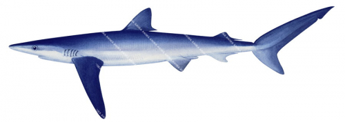 Blue Shark-2,Prionace glauca,Roger Swainston,Animafish