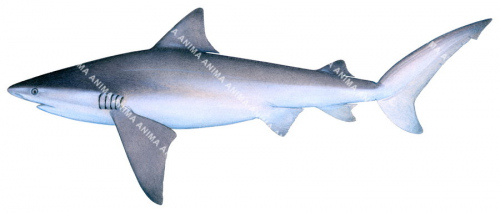 Bull Shark-1,Carcharhinus leucas,High quality illustration by R.Swainston