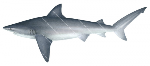 Bull Shark-2,Carcharhinus leucas,Scientific illustration by Roger Swainston