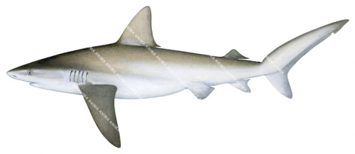 Galapagos Shark-1,Carcharhinus galapagensis,High quality illustration by R.Swainston