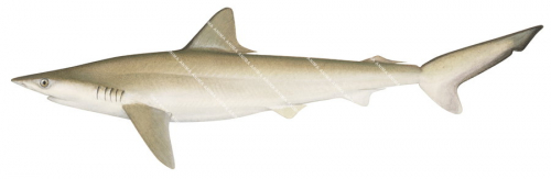 Milk Shark, Immature,Rhizoprionodon acutus,High quality illustration by R.Swainston