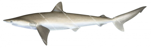 Milk Shark,Adult,Rhizoprionodon acutus,Scientific illustration by Roger Swainston