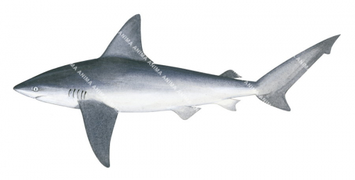 Sandbar Shark-2,Carcharhinus plumbeus,Scientific illustration by Roger Swainston