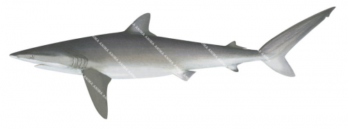 Silky Shark-3,Carcharhinus falciformis,Scientific illustration by Roger Swainston