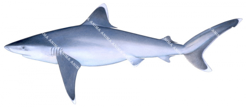 Silvertip Shark-1,Carcharhinus albimarginatus,Scientific illustration by Roger Swainston