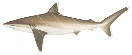 Silvertip Shark-2,Carcharhinus albimarginatus,High quality illustration by R.Swainston