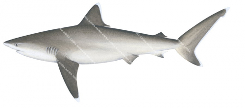 Silvertip Shark-3,Carcharhinus albimarginatus,High quality illustration by R.Swainston