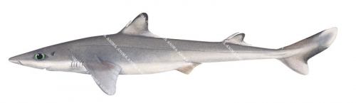 Western Longnose Spurdog,Squalus nasutus,illustration by R.Swainston