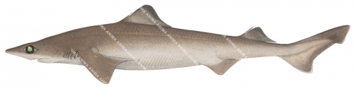 Southern Dogfish,Centrophorus zeehaani|High Res Scientific illustration by Roger Swainston