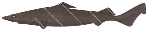 Leafscale Gulper Shark,Centrophorus squamosus,illustration by R.Swainston