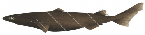 Bristled LanternShark,Etmopterus unicolor,High quality marine image by R.Swainston