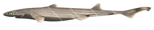 Lined Lanternshark,Etmopterus dislineatus,Roger Swainston,Animafish