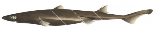 Mollers Lanternshark,Etmopterus molleri,Scientific illustration by Roger Swainston