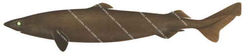 Portuguese Dogfish,Centroscymnus coelolepis,Scientific illustration by Roger Swainston