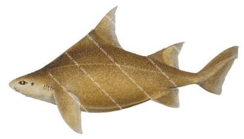 Prickly Dogfish,Oxynotus bruniensis,High quality illustration by R.Swainston