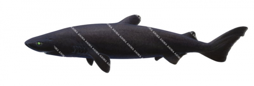 Swimming Black Shark,Dalatias licha,High quality illustration by R.Swainston