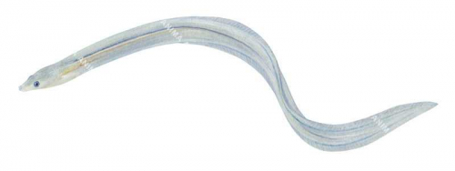 Eel,Juvenile,Anguilla sp,High quality illustration by Roger Swainston