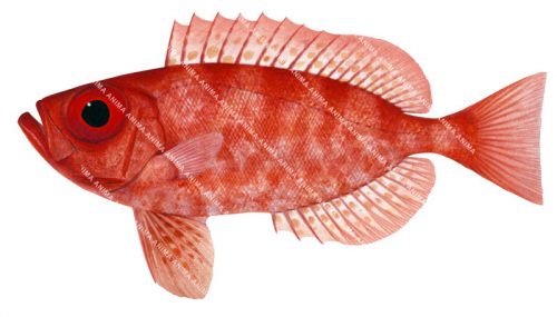 Spotted Bigeye-2,Priacanthus macracanthus,High quality illustration by Roger Swainston2