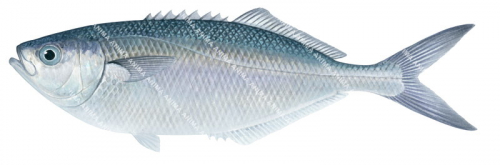 Grey Knifefish,Bathystethus cultratus,High quality illustration by Roger Swainston