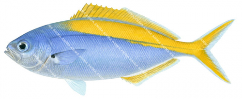 Blue Knifefish,Labracoglossa nitida,High quality illustration by Roger Swainston