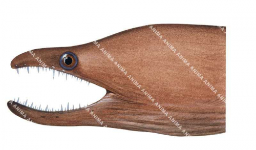 Hookjaw Moray,Enchelycore bayeri,High quality illustration by Roger Swainston