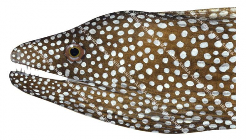 Whitemouth Moray,Gymnothorax meleagris,High quality illustration by Roger Swainston