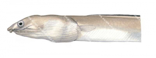 Head of the Blackfin Snake Eel,Ophichthus melanochir,High quality illustration by Roger Swainston