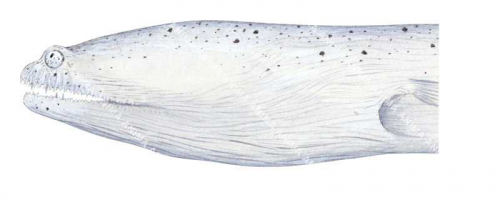 Head of the Crocodile Snake Eel,Brachysomophis crocodilinus,High quality illustration by Roger Swainston