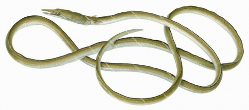 Serpent Eel,Ophisurus serpens,High quality illustration by Roger Swainston