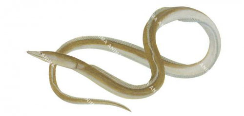 Serpent Eel-1,Ophisurus serpens,High quality illustration by Roger Swainston