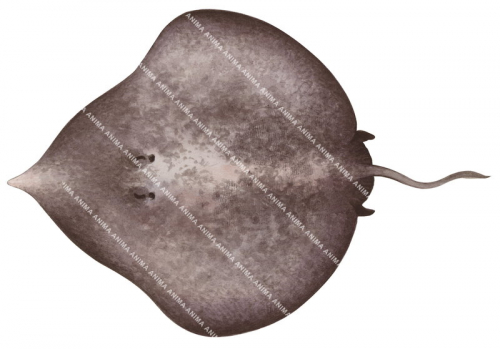 Indigo Leg Skate,Sinobatis caerulea,High quality scientific illustration by Roger Swainston