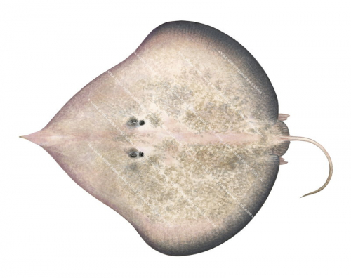 Leg Skate,Indigo-1,Sinobatis caerulea,RHigh quality scientific illustration by Roger Swainston