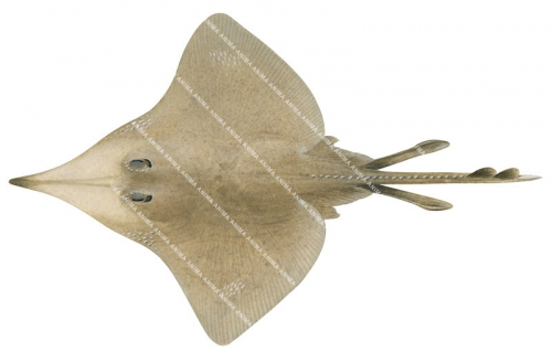 Queensland Deepwater Skate(Dorsal),Dipturus queenslandicus,High quality scientific illustration by Roger Swainston