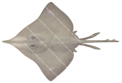 Bight Skate(Dorsal),Dipturu gudgeri,High quality scientific illustration by Roger Swainston