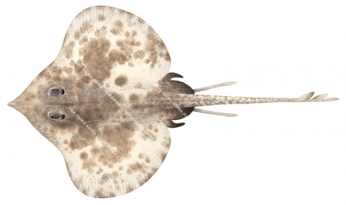 Blotched Skate(Dorsal),Notoraja sticta,High quality Illustration by R. Swainston