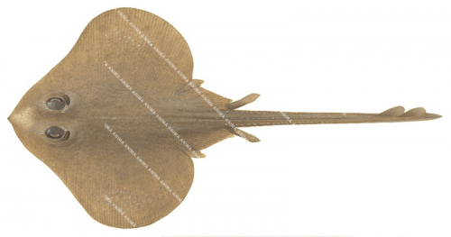 Dusky Skate,Pavoraja umbrosa,Scientific fish illustration by Roger Swainston