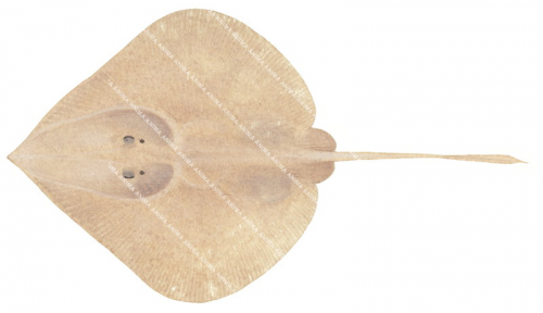 Western Leg Skate,Sinobatis bulbicauda,Scientific fish illustration by Roger Swainston