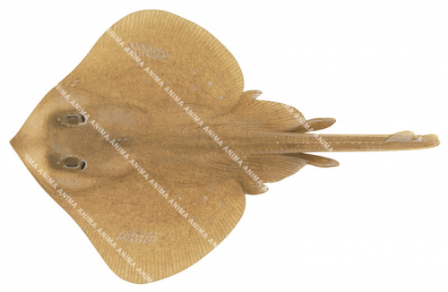 Pygmy Thornback Skate,Dentiraja flindersi,Scientific fish illustration by Roger Swainston