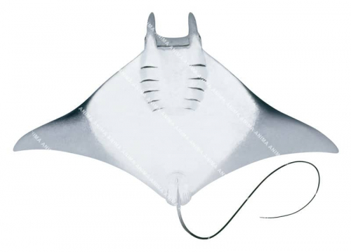 Bentfin Devilray,ventral view,Mobula thurstoni,High quality illustration by Roger Swainston