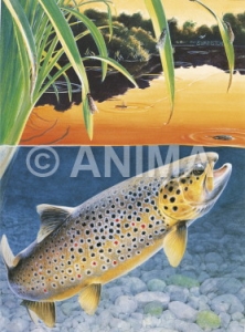 Brown Trout biting at sunset,Salmo trutta|High quality freshwater fish image by R.Swainston