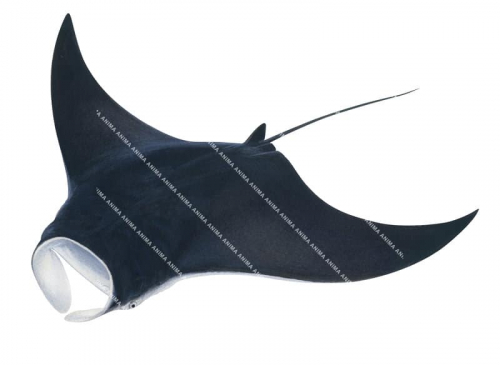 Swimming Oceanic Manta Ray,Manta birostris.High quality illustration by Roger Swainston