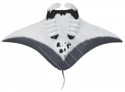 Oceanic Manta Ray-6,ventral view,Manta birostris,High quality illustration by Roger Swainston