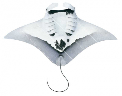 Oceanic Manta Ray-7,Manta birostris.Scientific fish illustration by Roger Swainston