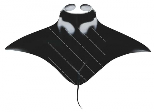 Reef Manta Ray,dorsal,Manta alfredi,High quality illustration by Roger Swainston