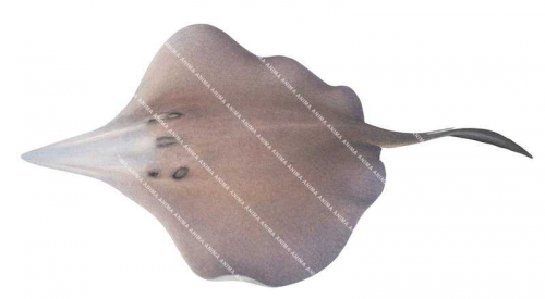 Swimming Sixgill Stingray,Hexatrygon bickelli,High quality illustration by Roger Swainston