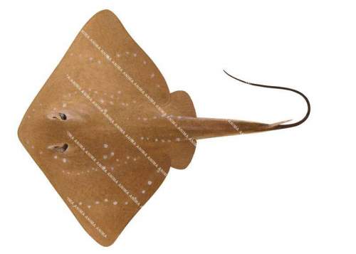 Smalleye Stingray,Dasyatis microps,High quality illustration by Roger Swainston