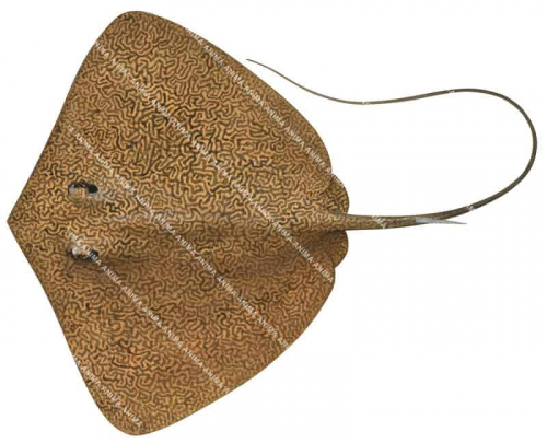 Reticulate Whipray,Himantura uarnak,High quality illustration by Roger Swainston