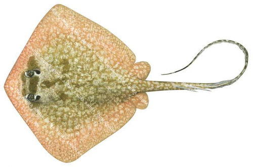 Painted Maskray2,Neotrygon leylandi,High quality illustration by Roger Swainston